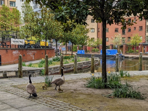 Geese wandering freely alongside a canal in manchester. 